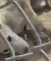 Niğde Hayvan Barınağı! Niğde Hayvan Barınağı!