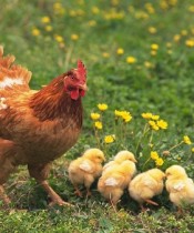Gezen Tavuk Yumurtası Sağlıklı Mı? Gezen Tavuk Yumurtası Sağlıklı Mı?