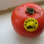 arılı domates