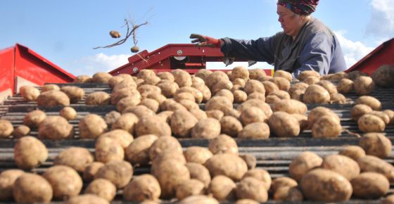 rusyada patates gazi bir aileyi yok etti