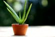 aloe vera yetistirme