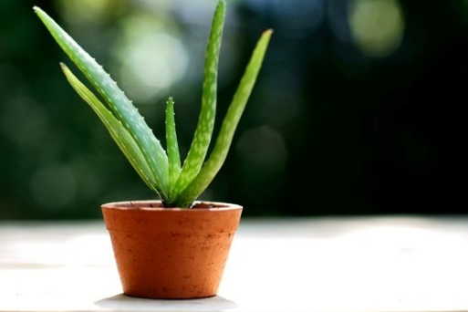 aloe vera yetistirme