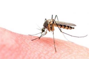 sivrisinekler insanlari nasil buluyor
