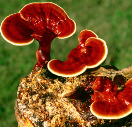 reishi mantari