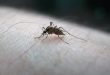 sivrisinek sokmass