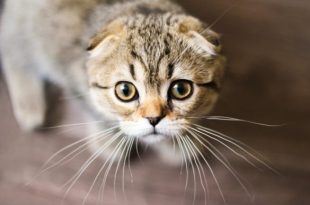 Scottish Fold hastaligi