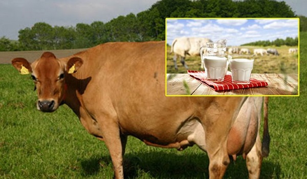 Patriottisch Port Prooi Jersey İnek Sütü Nedir, Farkı Nedir, Faydaları Nelerdir? • Kadın Bakışı